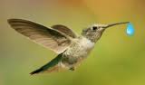 un colibri